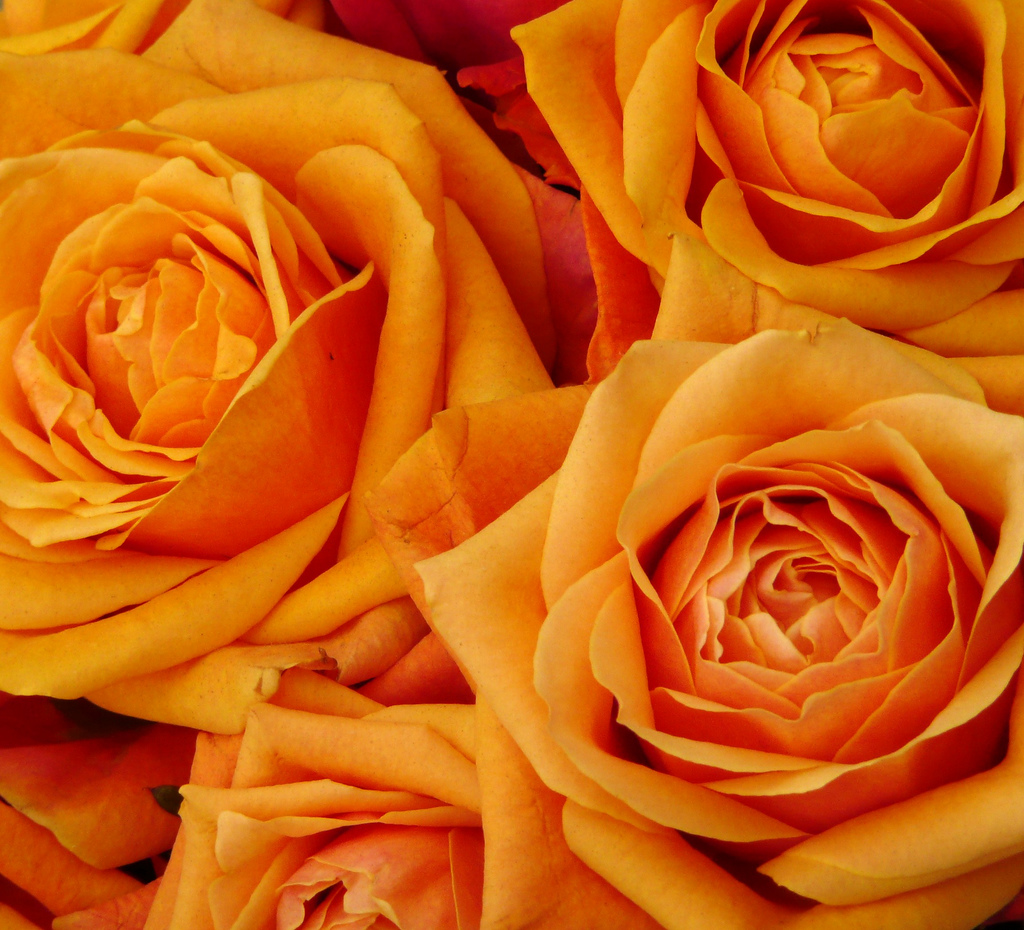 Exceptional roses, expertly sourced