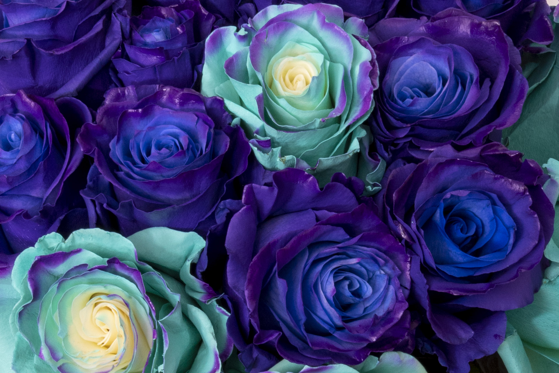 Valdani Trading Luxury Roses
