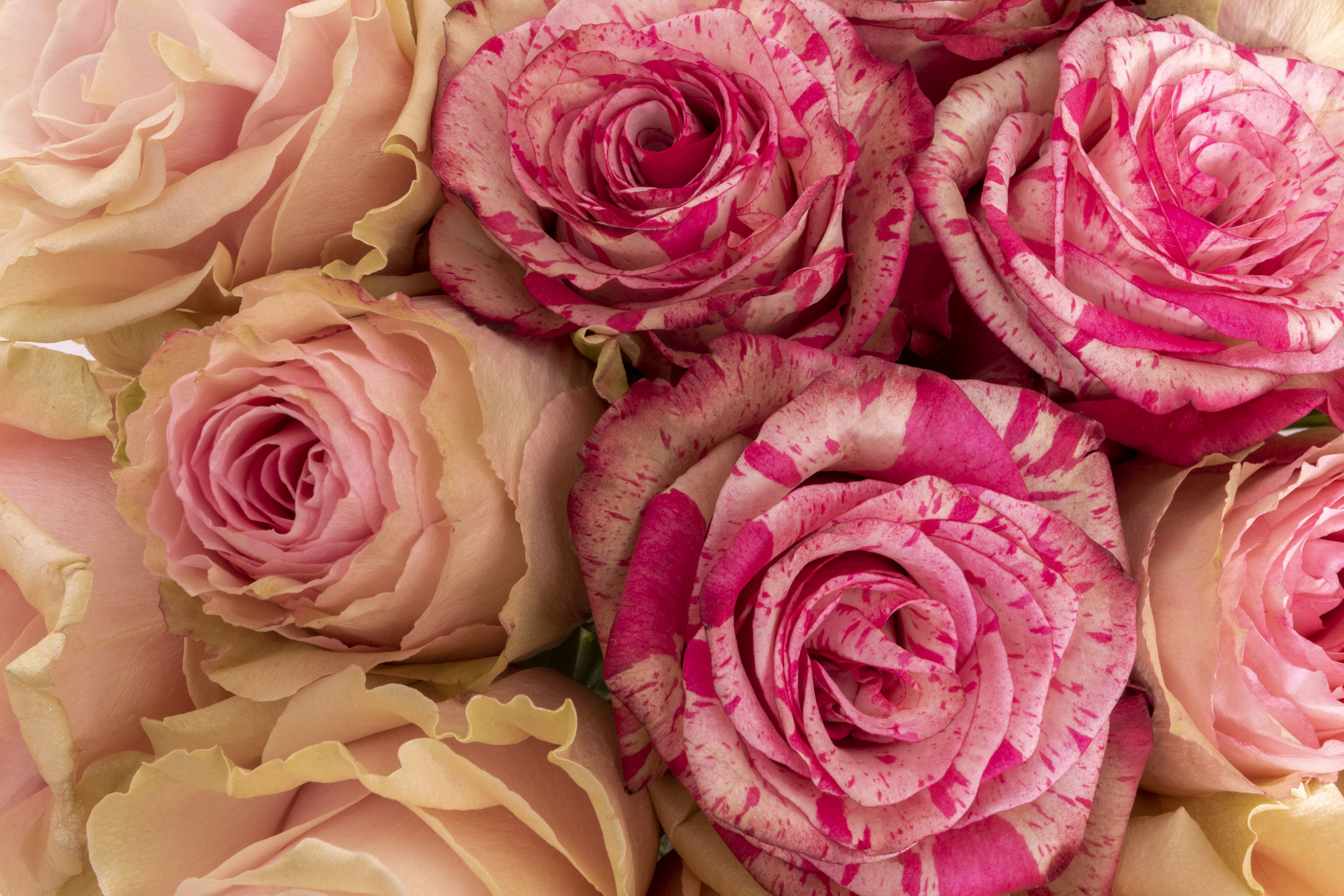 Valdani Trading Luxury Roses