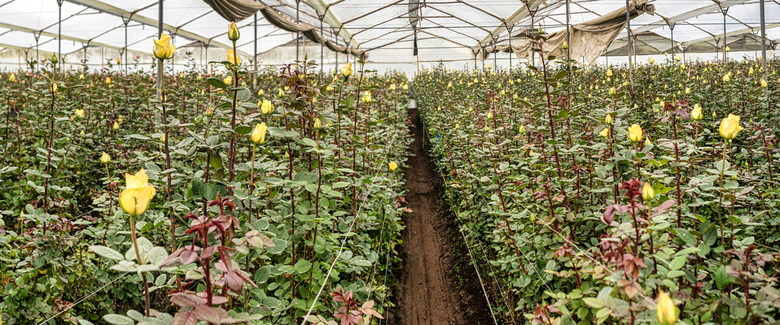 Elite farms, certified excellence