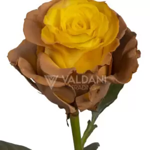 Almond