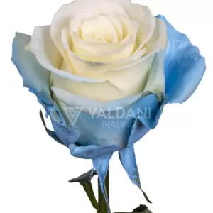 Aqua white