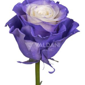 Lavender dream pearl
