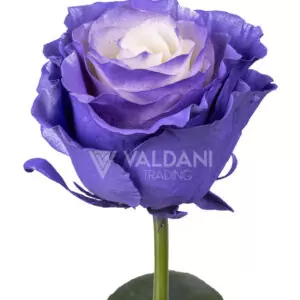 Lavender white pearl
