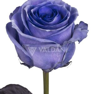 Ligth purple