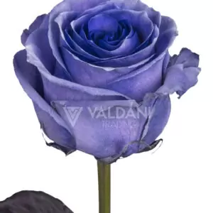 Ligth purple