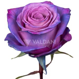 Metal purple