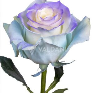 Periwinkle
