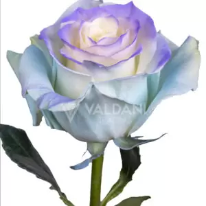 Periwinkle