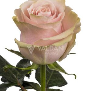 Pink Mondial