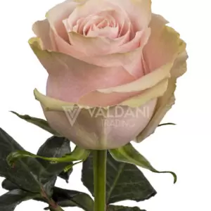 Pink Mondial