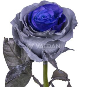 Purple gray