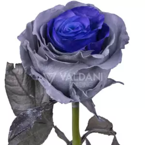 Purple gray