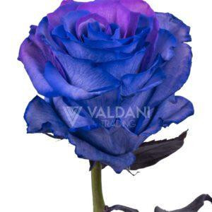 Purple lavender