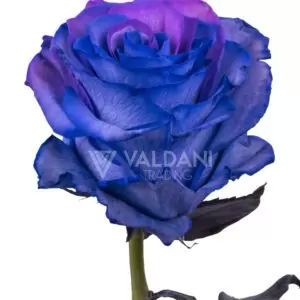 Purple lavender