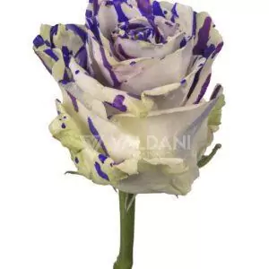 Purple party