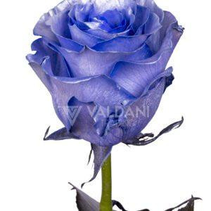 Silver purple