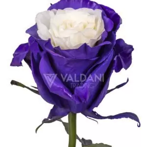 Violet cream