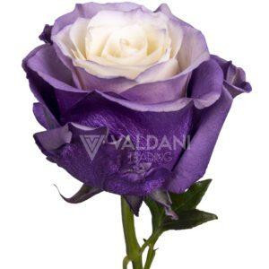 Violet cream pearl